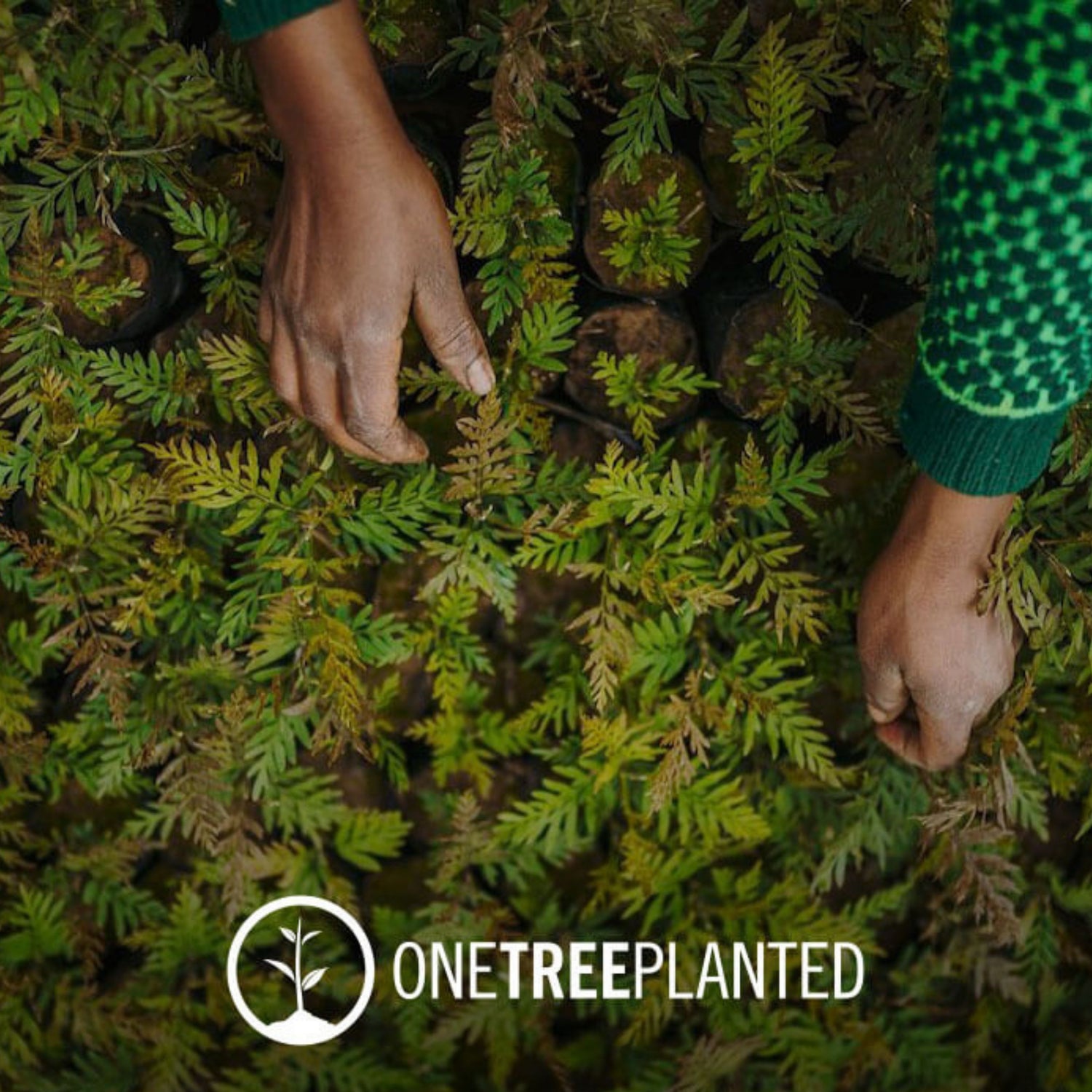 Person planting trees with 'One Tree Planted' logo at the bottom