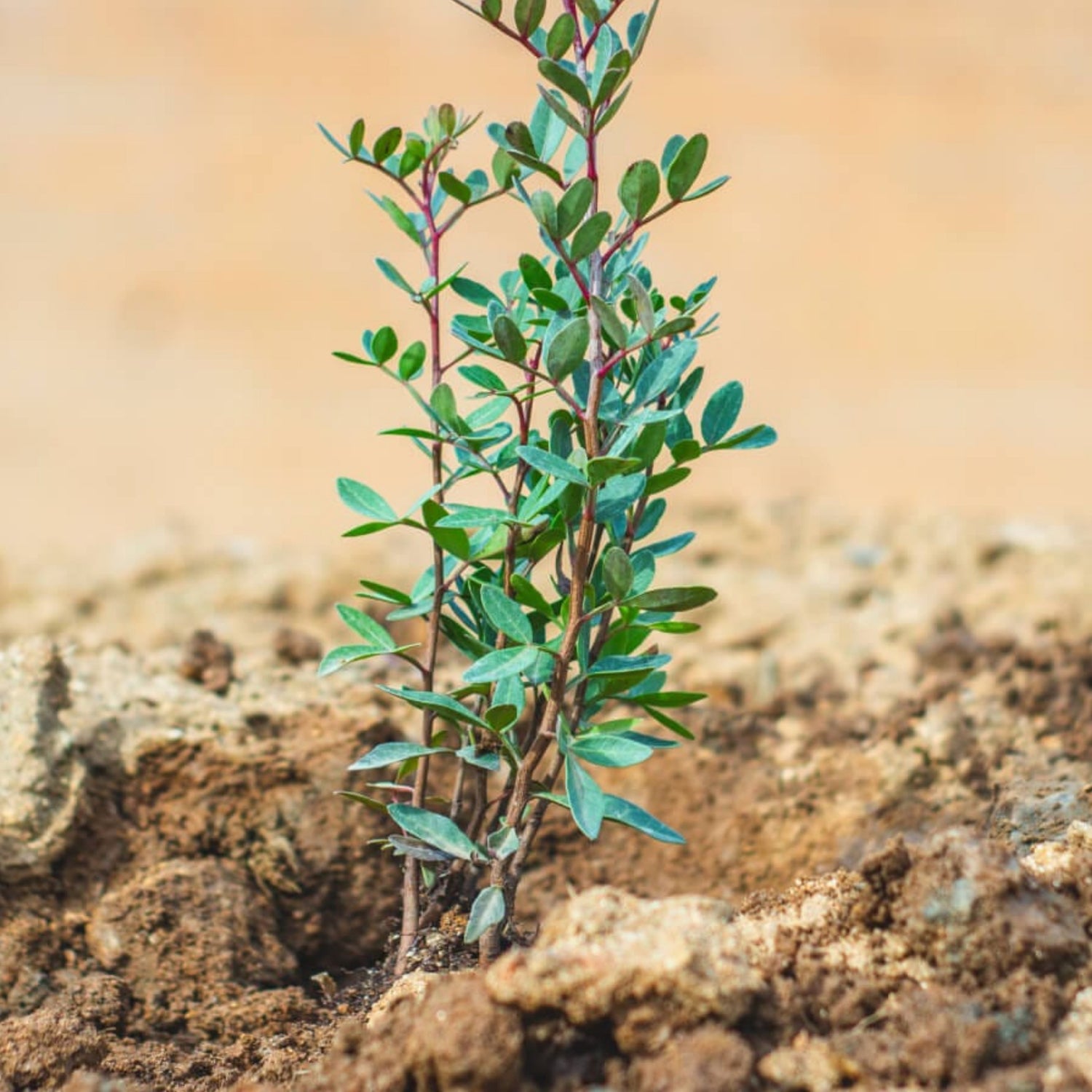 Small green plant growing out of brown soil with a blurred background