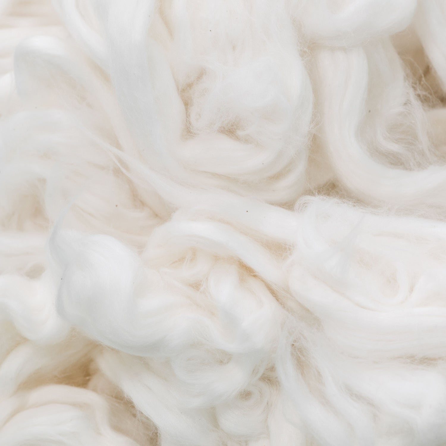 Close-up of white organic cotton fibers