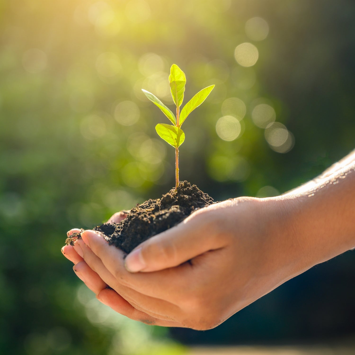 Hands holding soil with a young tree seedling, glowing in warm sunlight – symbolizing reforestation, hope, and conscious impact.