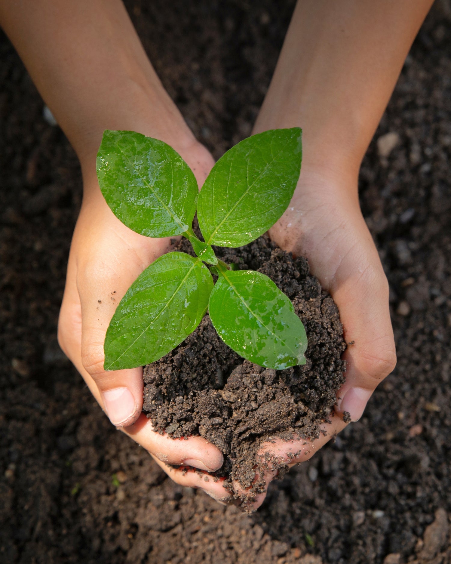 Hands holding a small plant with soil, set against a dark background